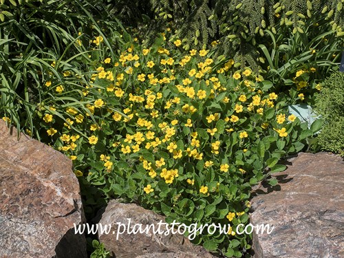 'Superstar' Green and Gold (Chrysogonum virginianum)